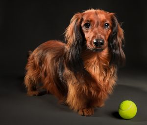Long-haired dachshund portrait, alert expression, dramatic studio lighting Perth