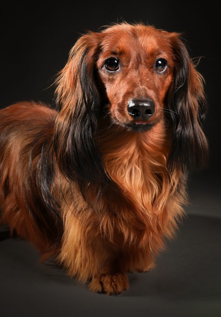 Home Long-haired dachshund with tongue out, playful expression, studio dog photography