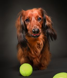 Long-haired dachshund portrait on dark studio backdrop, dog photography Perth