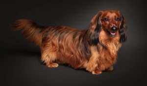 hamish june 2026 4