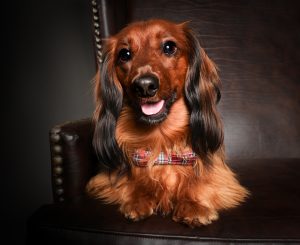 Long-haired dachshund with tongue out, playful expression, studio dog photography