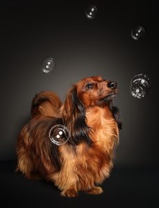Long-haired dachshund chasing bubbles, sensory play session, Solas Studio Perth