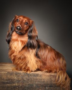 Long-haired dachshund sitting upright against dark backdrop, classic studio portrait