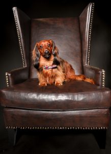Long-haired dachshund sitting upright against dark backdrop, classic studio portrait