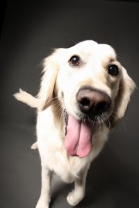 olden retriever portrait with soft studio lighting, Perth dog photographer