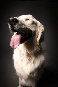Golden retriever with tongue out, joyful expression, dramatic dark studio backdrop, Dog Photo Perth