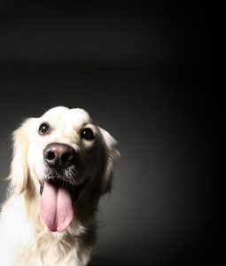 Golden retriever playful, fun, joyful expression, dramatic dark studio backdrop, Dog Photo Perth