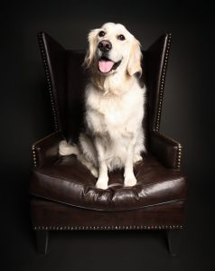 Golden retriever sitting on leather wingback chair, fine art studio portrait