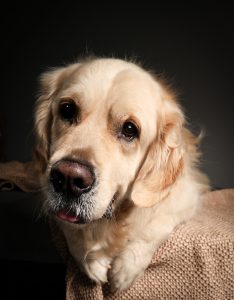 Golden retriever resting on knit blanket, soulful gaze, fine art dog photography