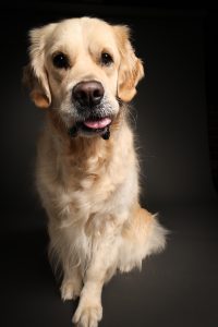 Golden retriever close-up portrait, gentle expression, dramatic studio lighting 14. Golden retriever sitting against dark backdrop, classic studio dog portrait Perth