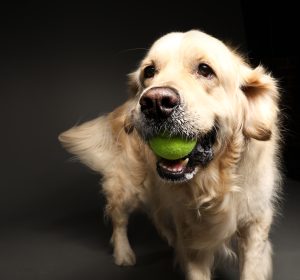 Golden retriever with tongue out, joyful expression, dramatic studio backdrop 16. Golden retriever holding tennis ball, dramatic close-up, fine art dog photography Perth