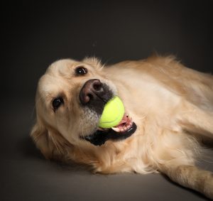 Golden retriever holding tennis ball in mouth, playful studio dog portrait
