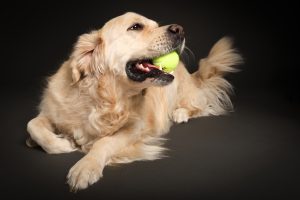 Golden retriever holding tennis ball in mouth, playful studio dog portrait