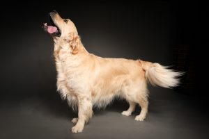 Golden retriever sitting against dark backdrop, classic studio dog portrait Perth