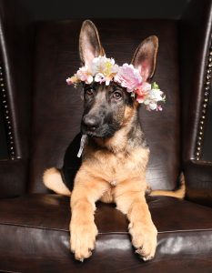 German shepherd puppy wearing flower crown, whimsical puppy photography