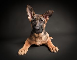 German shepherd puppy resting on prop, gentle studio portrait Solas Studio
