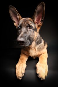 German shepherd puppy close-up portrait, soulful puppy eyes, dramatic lighting
