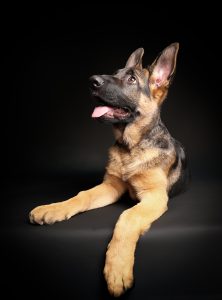German shepherd puppy with paws raised, playful pose, studio photography