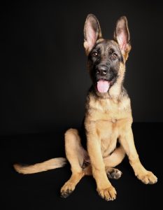 German shepherd puppy portrait, curious expression, fine art puppy photography
