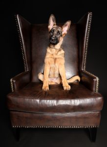 German shepherd puppy portrait on dark studio backdrop, Perth puppy photography