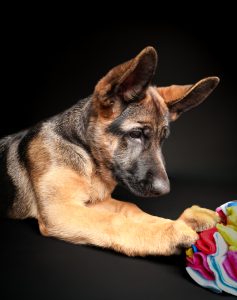 German shepherd puppy resting on prop, gentle studio portrait Solas Studio Perth