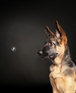 German shepherd puppy portrait, curious expression, fine art puppy photography, watching a bubble