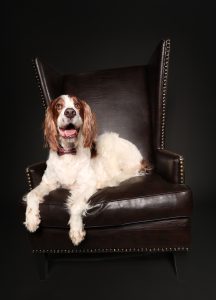 Irish setter studio dark portrait photography on large wingback chair, Perth western Australia, fine art dog photography Perth, Solas Studio