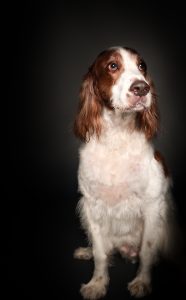 Irish setter studio dark portrait photography Perth western Australia, fine art dog photography Perth, Solas Studio