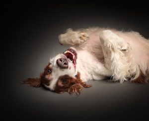 Irish setter studio dark portrait photography Perth western Australia, fun, playful, fine art dog photography Perth, Solas Studio