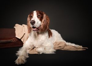 Irish setter resting on textured fabric prop during studio portrait session, Solas Studio Perth Irish setter sitting upright against dark background, classic studio dog portrait Close-up portrait of an Irish setter with alert expression, dramatic studio lighting, Studio dog photo Perth